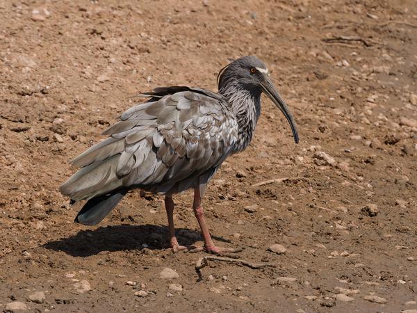 Grijze ibis (Theristicus caerulescens)